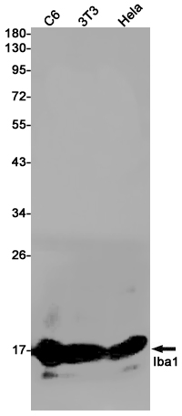 1 - Iba1 Rabbit pAb AP53581