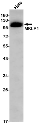 1 - MKLP1 Rabbit pAb AP53628