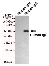 1 - Human IgG (9G6) Mouse mAb AP53502
