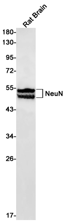 1 - NeuN Rabbit pAb AP53646