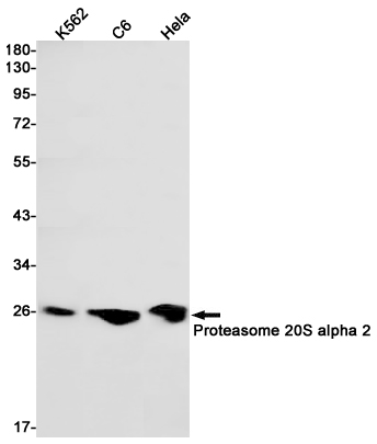 1 - Proteasome 20S alpha 2 Rabbit pAb AP53558