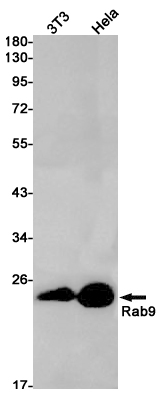 1 - Rab9 Rabbit pAb AP53568