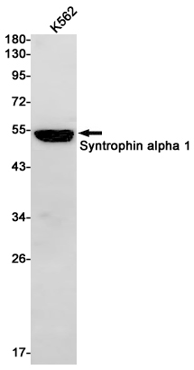 1 - Syntrophin alpha 1 Rabbit pAb AP53609