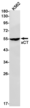 1 - xCT Rabbit pAb AP53643