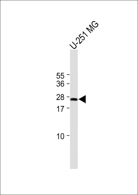 1 - CRIP3 Antibody (Center) AP10618c