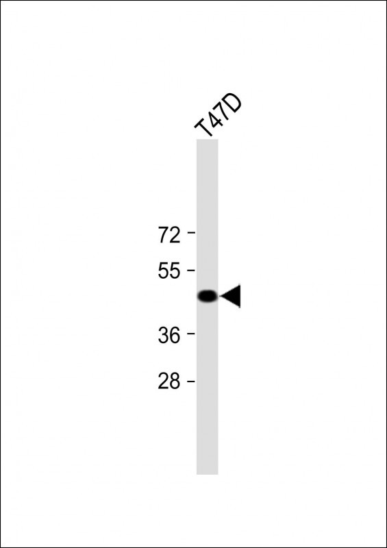 1 - Mouse Styk1 Antibody (Center) AP14469c