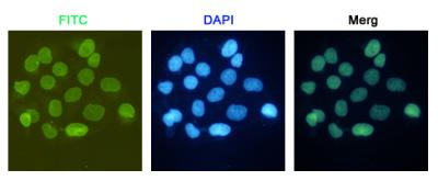 8 - RTR (2B11) Mouse mAb AP53512