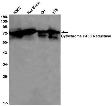 1 - Cytochrome P450 Reductase Rabbit pAb AP53596