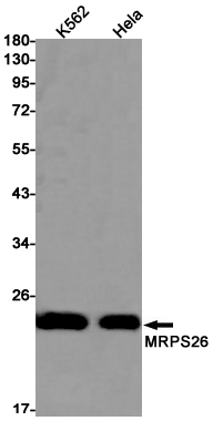 1 - MRPS26 Rabbit pAb AP53635