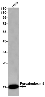 1 - Peroxiredoxin 5 Rabbit pAb AP53653