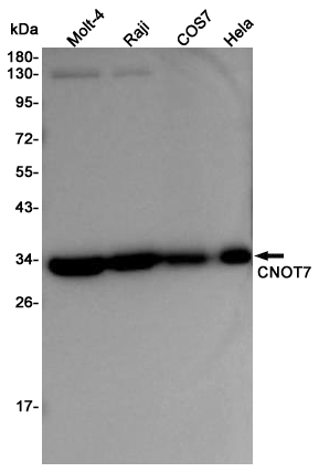 1 - CNOT7 Rabbit pAb AP53529