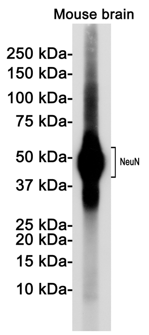 1 - NeuN Rabbit pAb AP53646