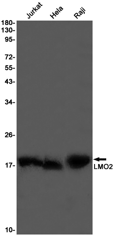 1 - LMO2 Rabbit pAb AP53613