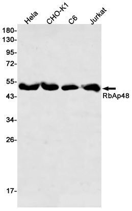 1 - RbAp48 Rabbit pAb AP53574