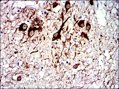 14 - TUBA8 (3B12) Mouse mAb AP53510