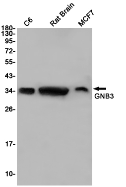 1 - GNB3 Rabbit pAb AP53560