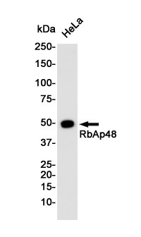 1 - RbAp48 Rabbit pAb AP53574