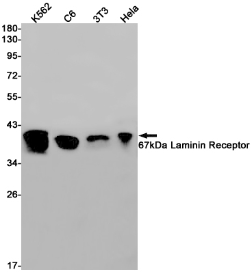 1 - 67kDa Laminin Receptor Rabbit pAb AP53537