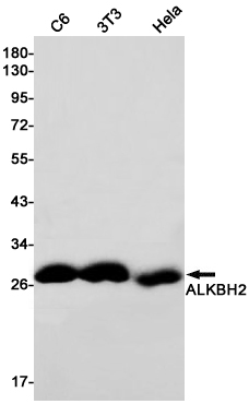 1 - ALKBH2 Rabbit pAb AP53541