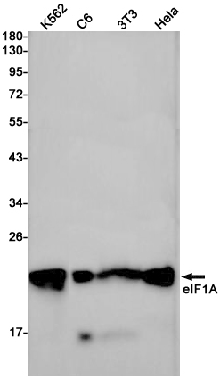 1 - eIF1A Rabbit pAb AP53618