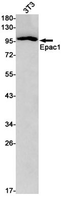1 - Epac1 Rabbit pAb AP53622