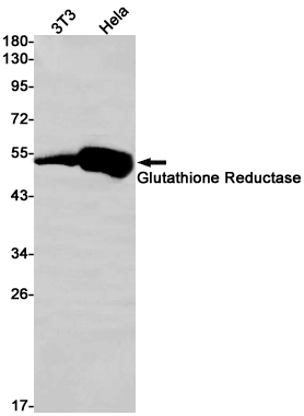 1 - Glutathione Reductase Rabbit pAb AP53557