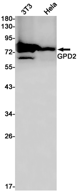1 - GPD2 Rabbit pAb AP53561