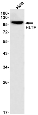 1 - HLTF Rabbit pAb AP53577