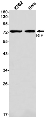 1 - RIP Rabbit pAb AP53579