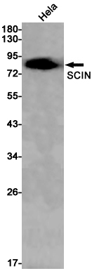 1 - SCIN Rabbit pAb AP53586