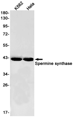 1 - Spermine synthase Rabbit pAb AP53599