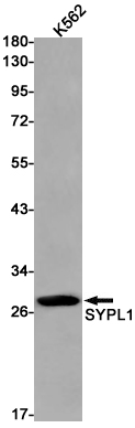 1 - SYPL1 Rabbit pAb AP53610