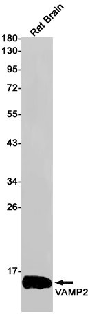 1 - VAMP2 Rabbit pAb AP53639