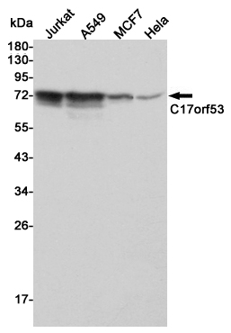 1 - C17orf53 (7E1) Mouse mAb AP53514