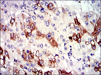 14 - TUBA8 (3B12) Mouse mAb AP53510