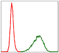 4 - TUBA8 (3B12) Mouse mAb AP53510