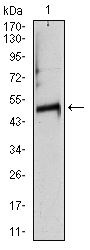 1 - TUBA8 (3B12) Mouse mAb AP53510