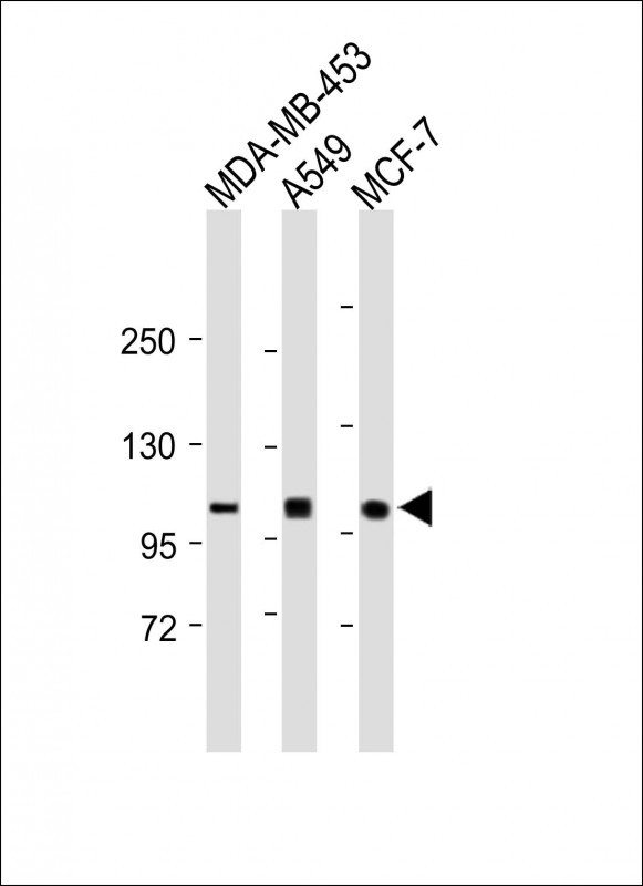 1 - LOC401387 Antibody (C-term) AP12533b