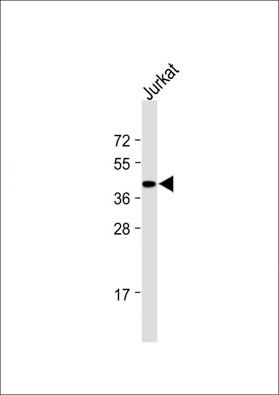 1 - EFCAB4A Antibody (N-term) AP12675a