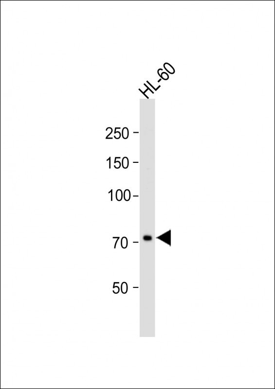 1 - TM9SF2 Antibody (N-term) AP13152A
