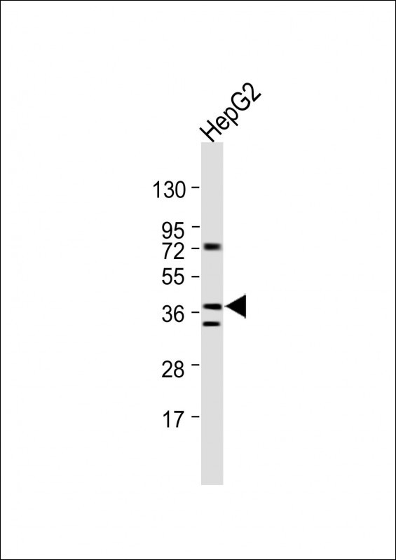 1 - C6orf89 Antibody (Center) AP13887c