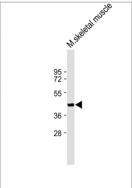 1 - FAM43A Antibody (N-term) AP17378a