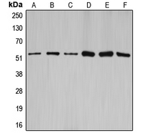 1 - Anti-Cyclin A1/2 Antibody AP53716
