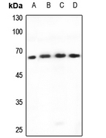 1 - Anti-TBX18 Antibody AP53718