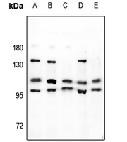 1 - Anti-NBPF-pan Antibody AP53738