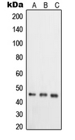 1 - Anti-RELT Antibody AP53747