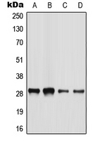 1 - Anti-BATF2 Antibody AP53749