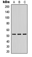 1 - Anti-DMRTA1 Antibody AP53810