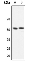1 - Anti-GABRR1 Antibody AP53814
