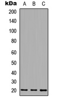 1 - Anti-MID1IP1 Antibody AP53826